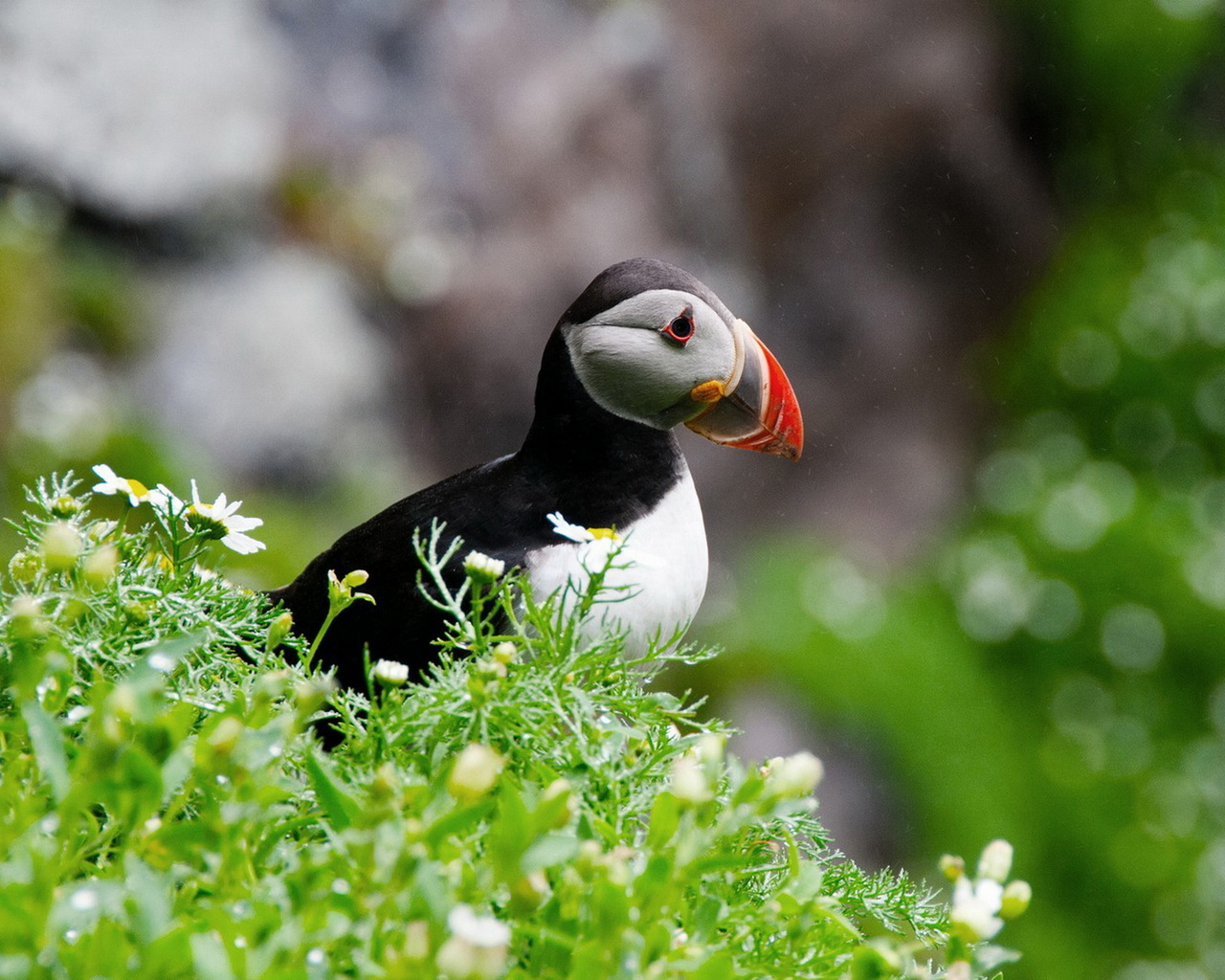 птица Тупик