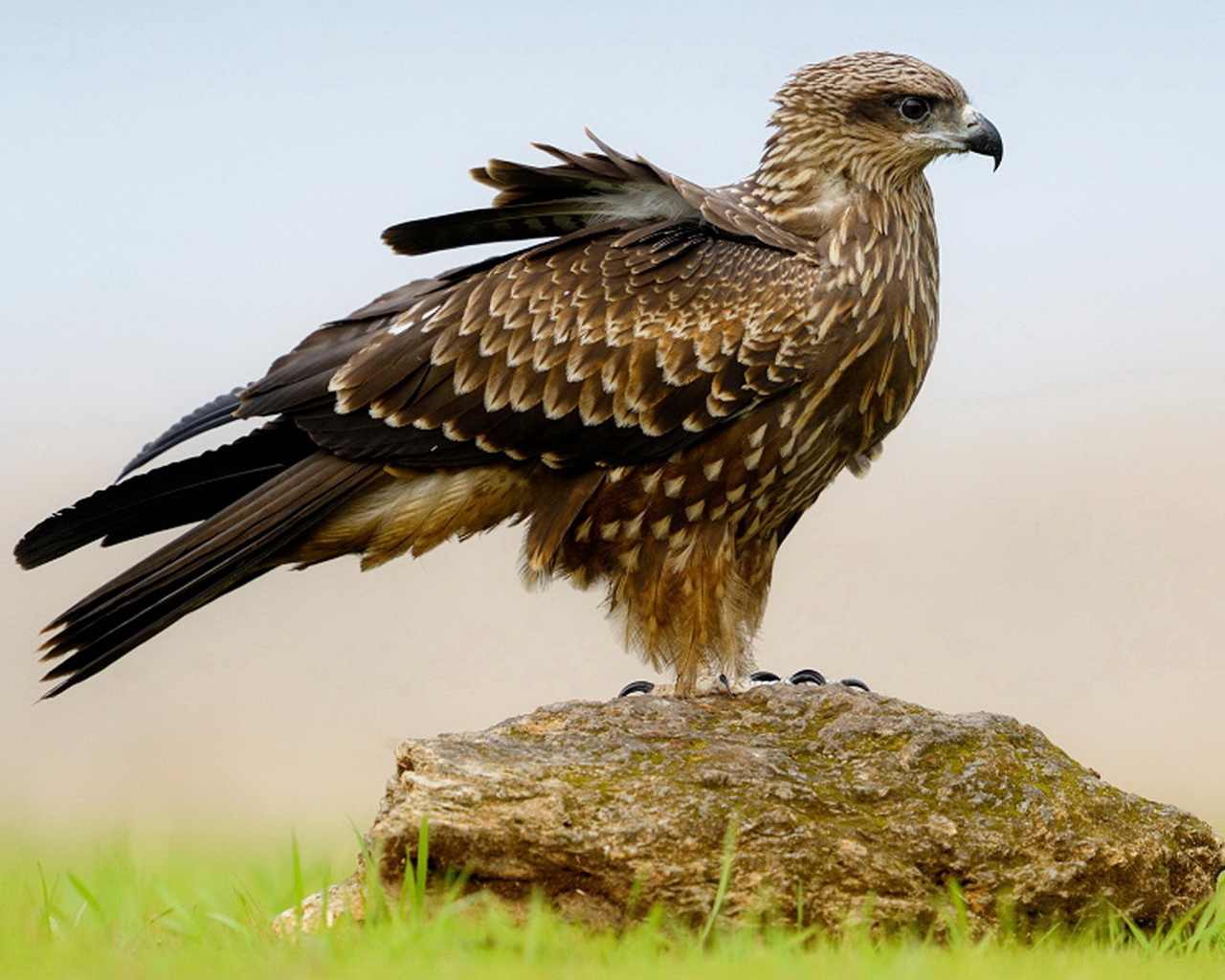 Пернатый хищник