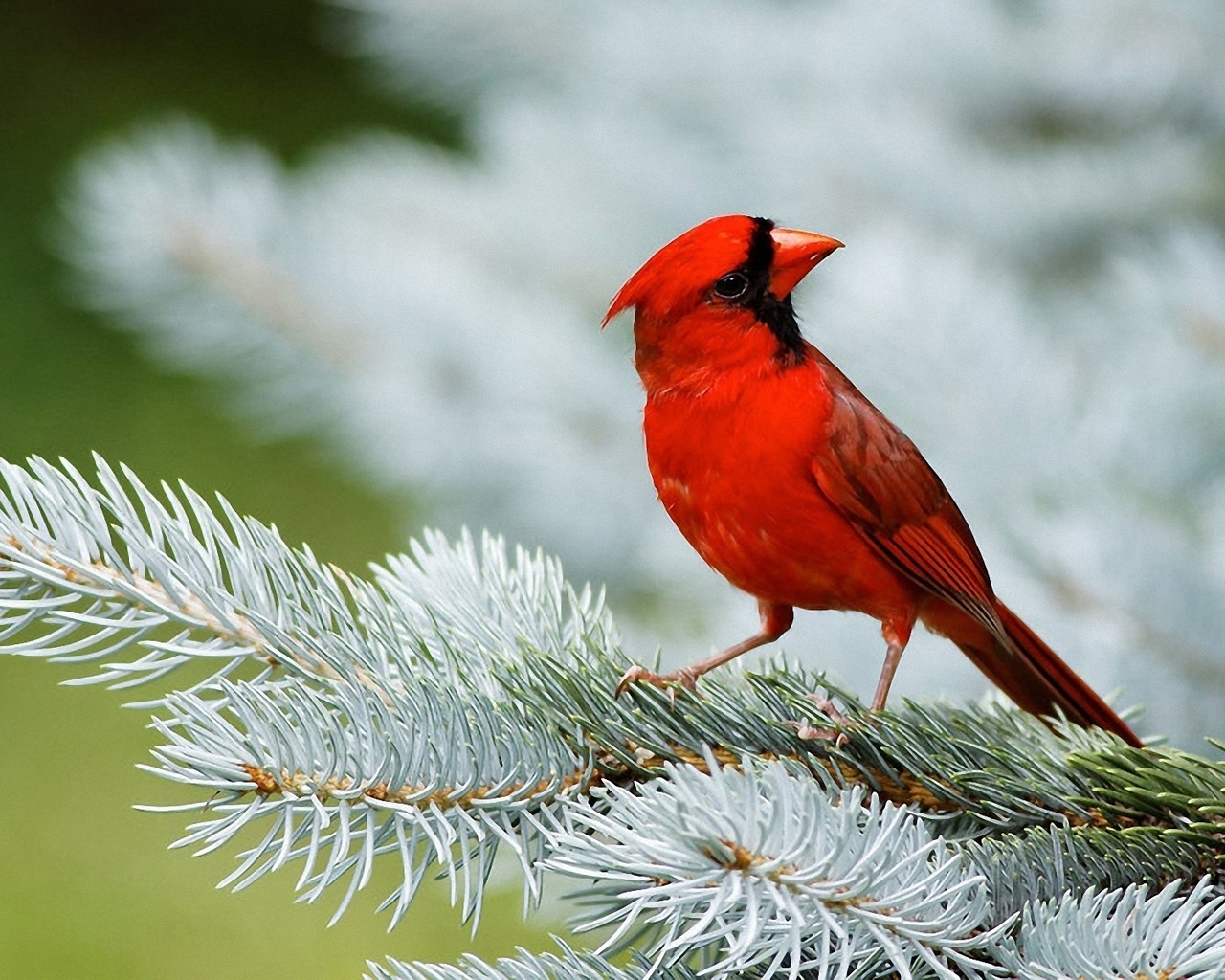 Красный кардинал