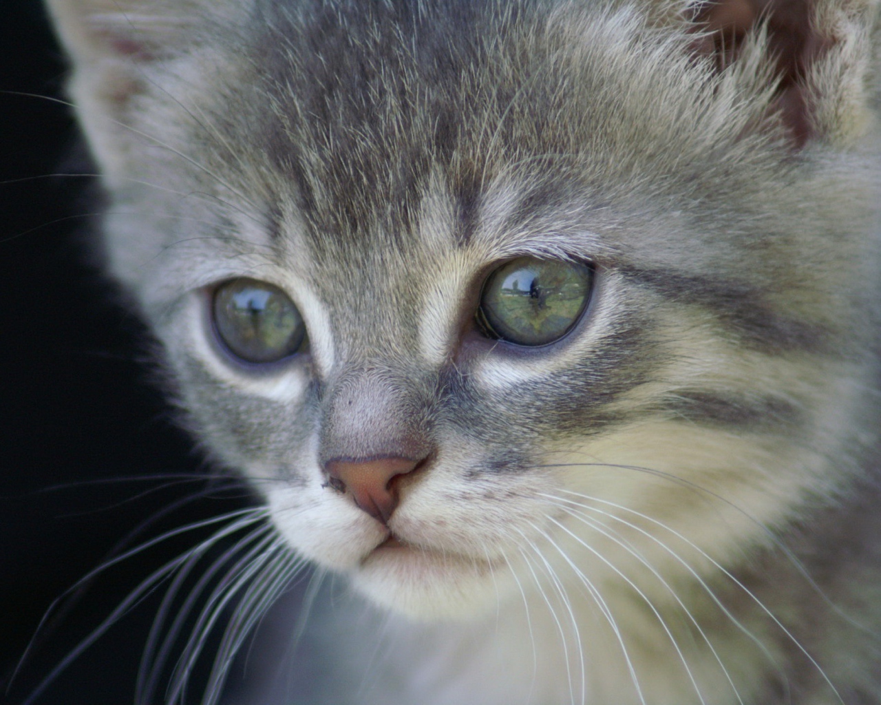 Грустный котик