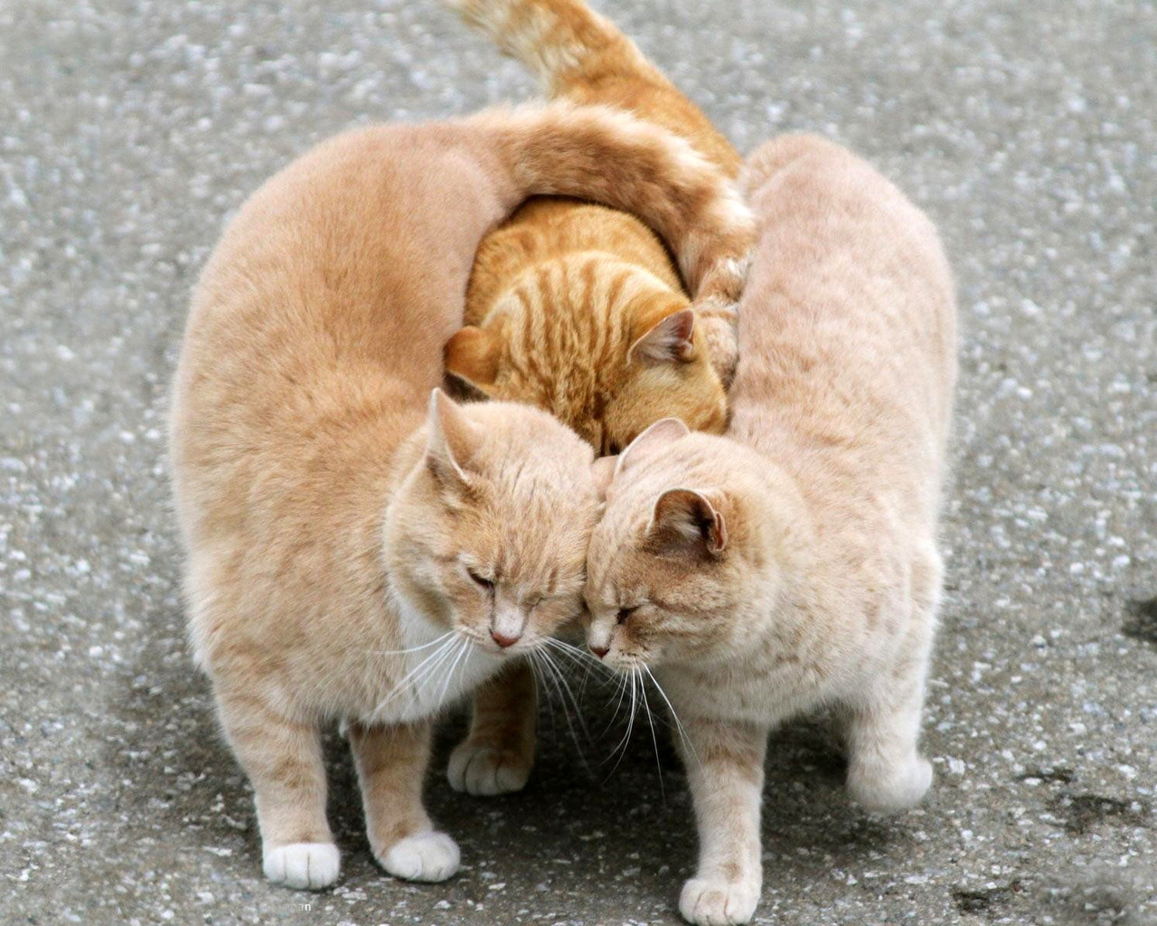 Ласковые кошки