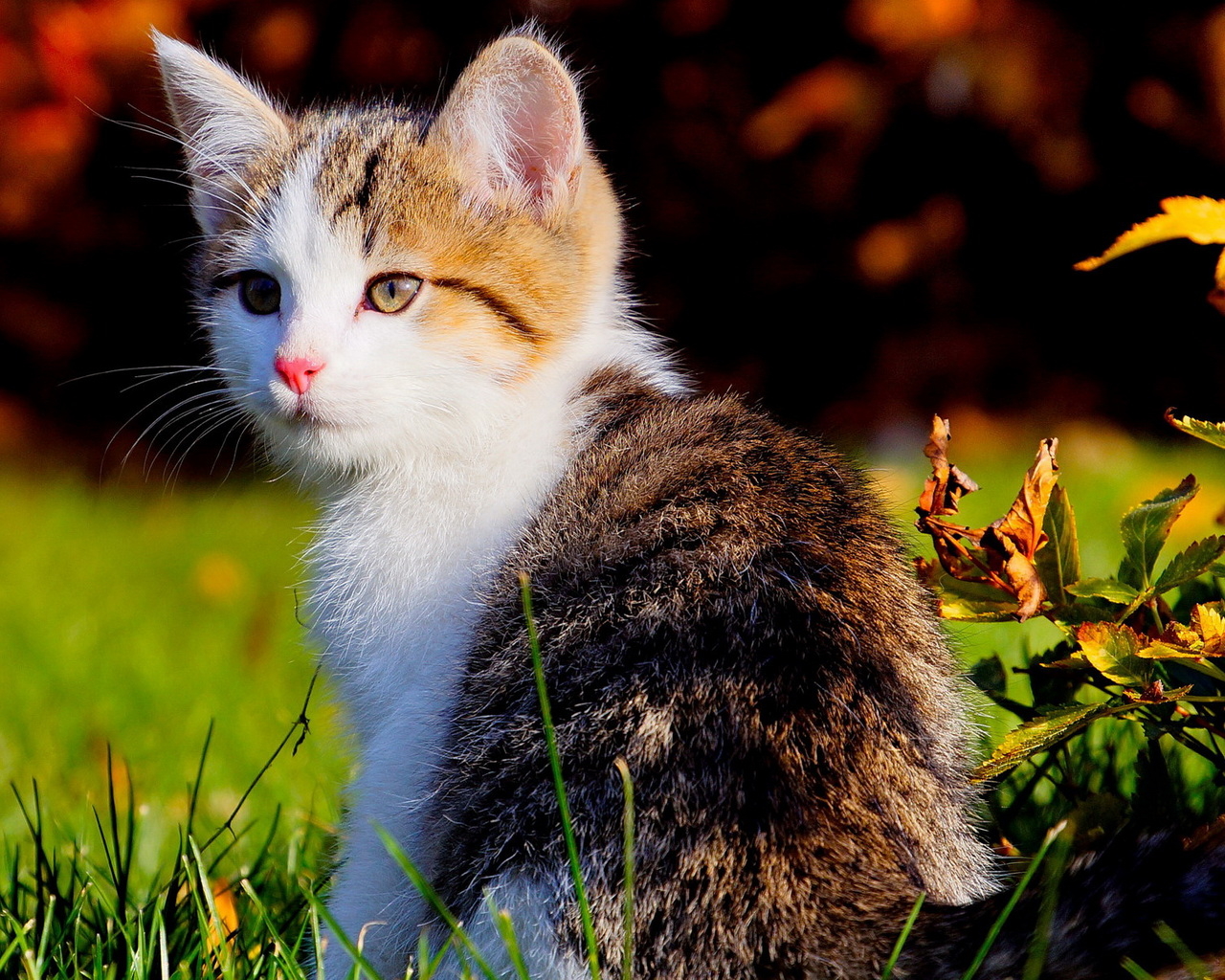 Красивый котенок