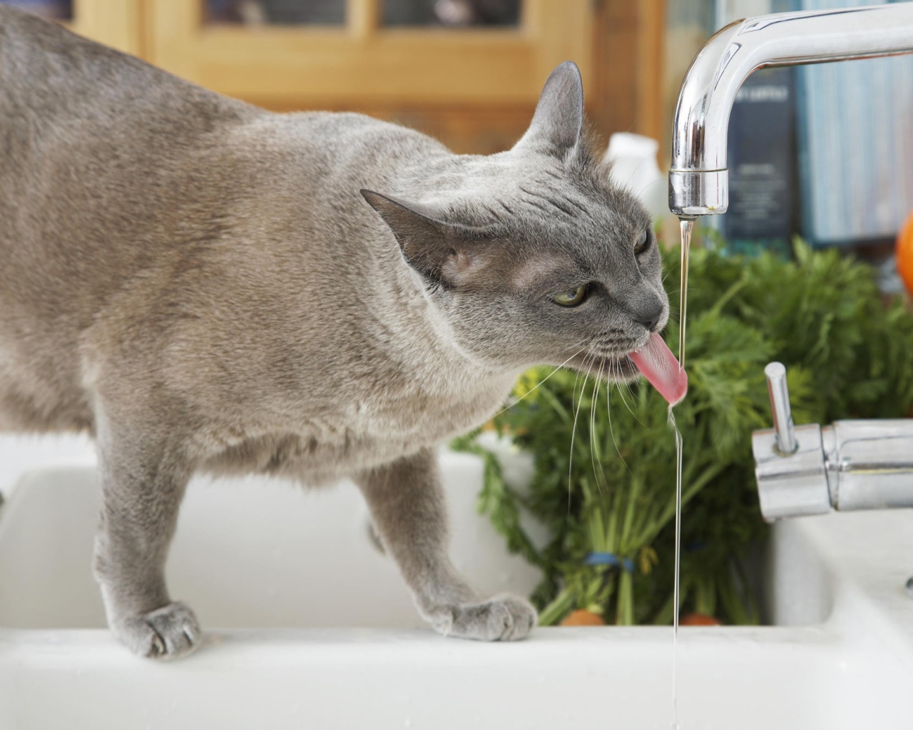 Кошка у крана