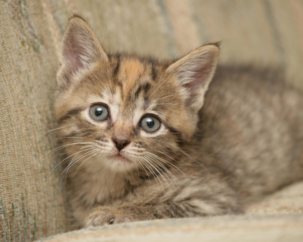 Котик на диване