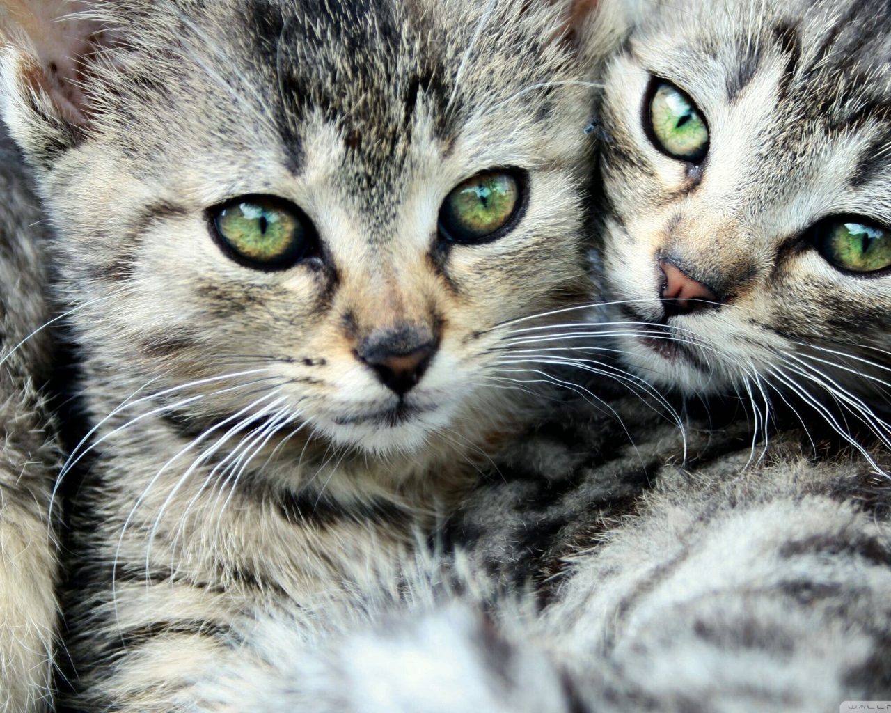 Кошачья семья