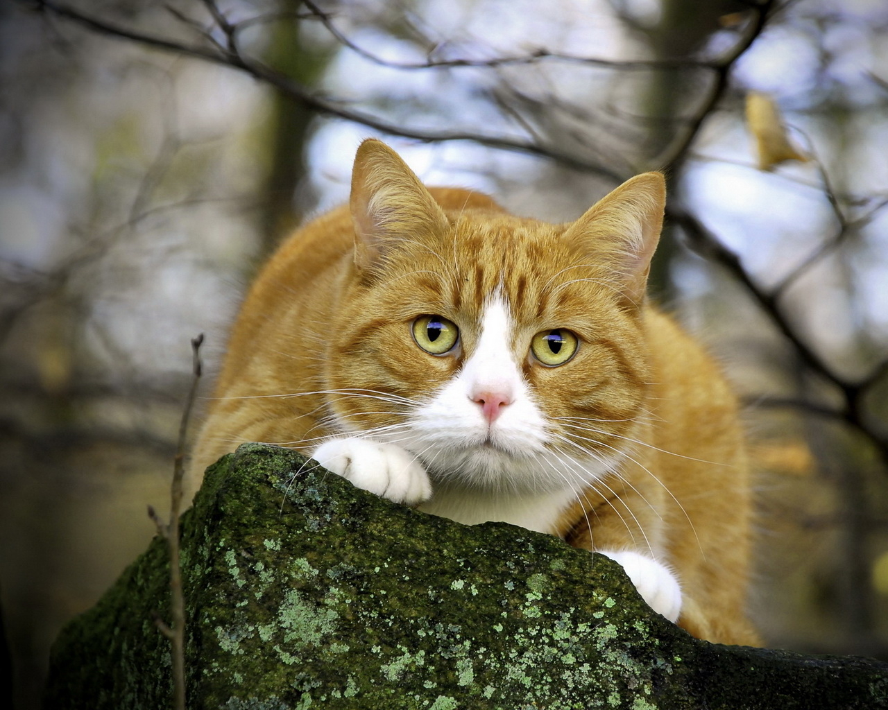 Пушистый кот