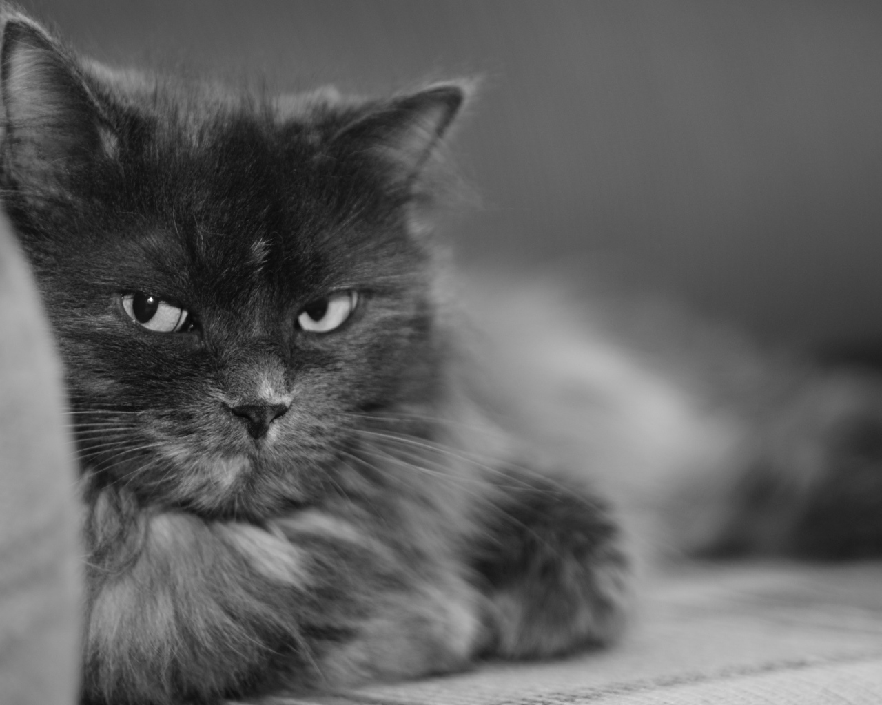 Пушистый кот