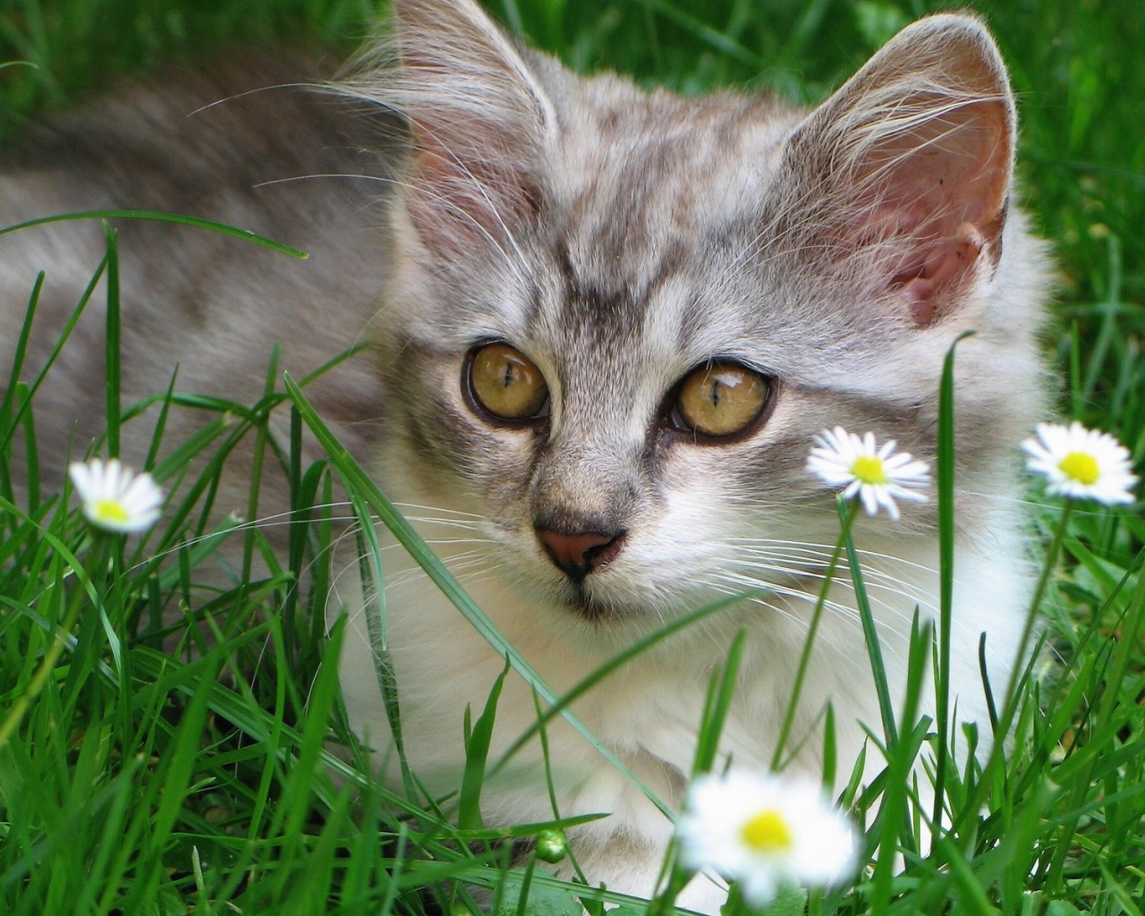 Котенок в ромашках