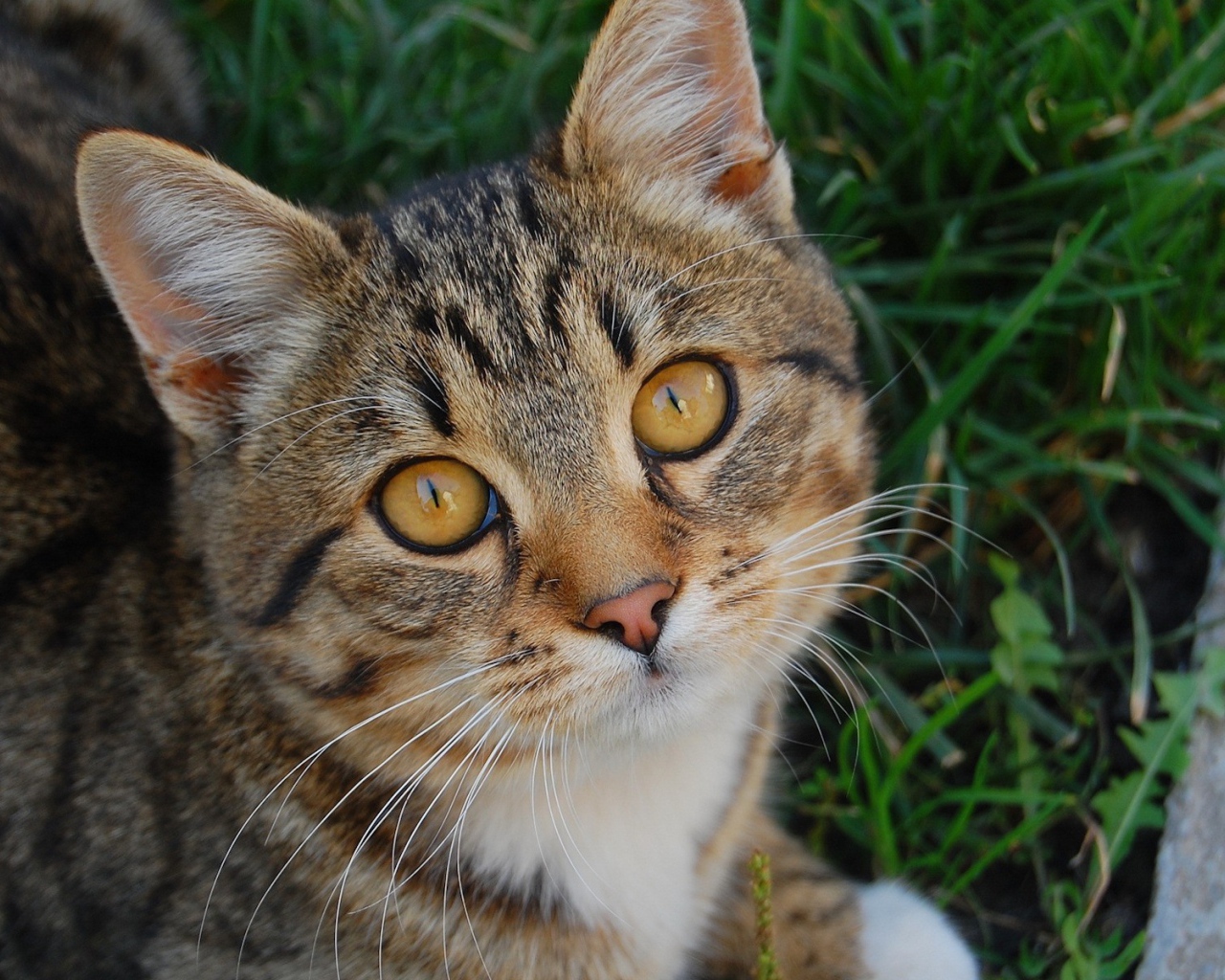 Котенок в траве