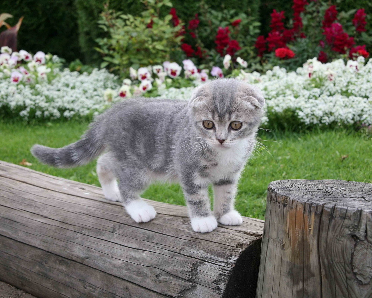 Котенок на бревне