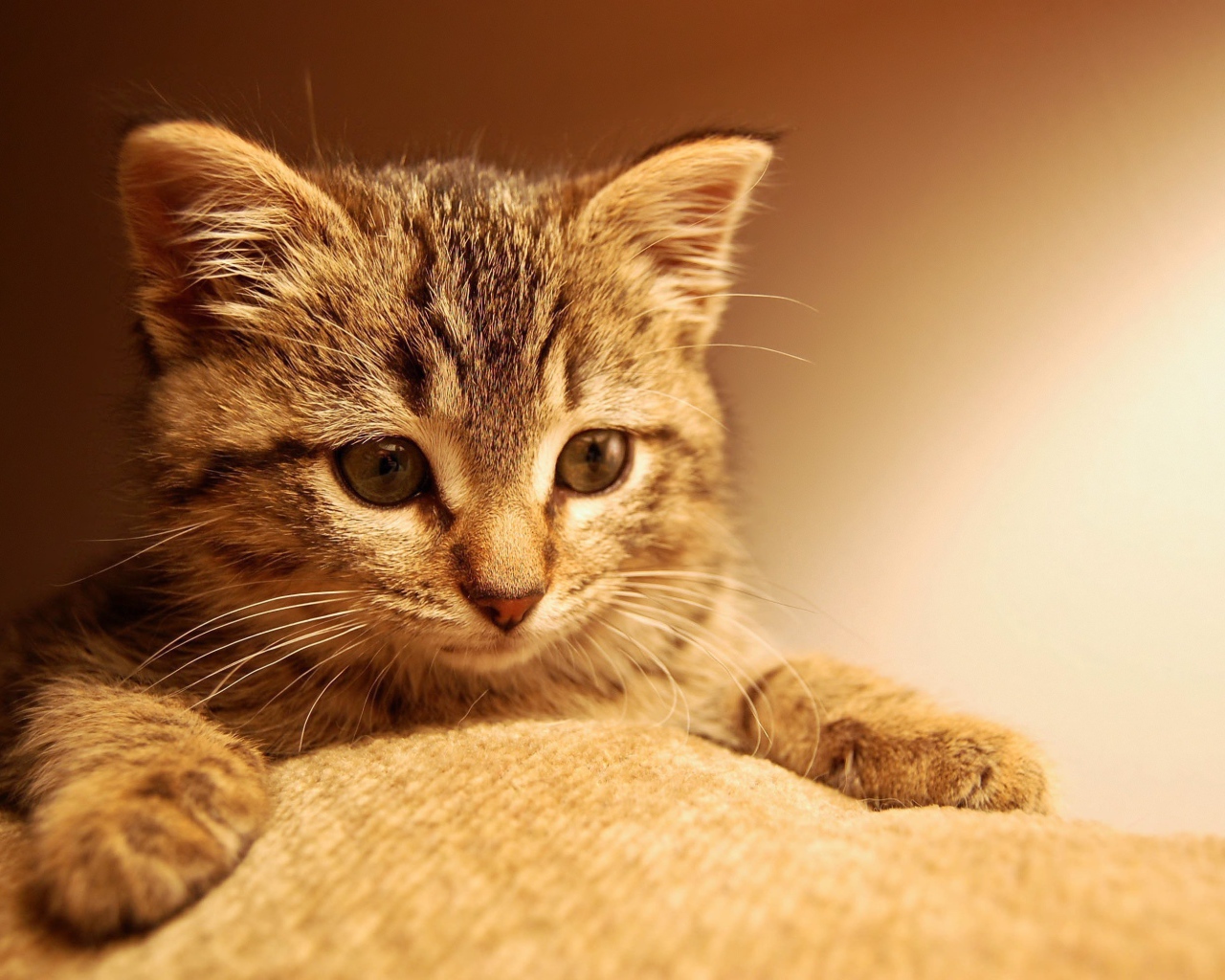 Маленький котенок