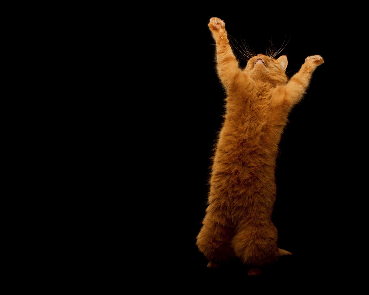 Рыжий кот стоя