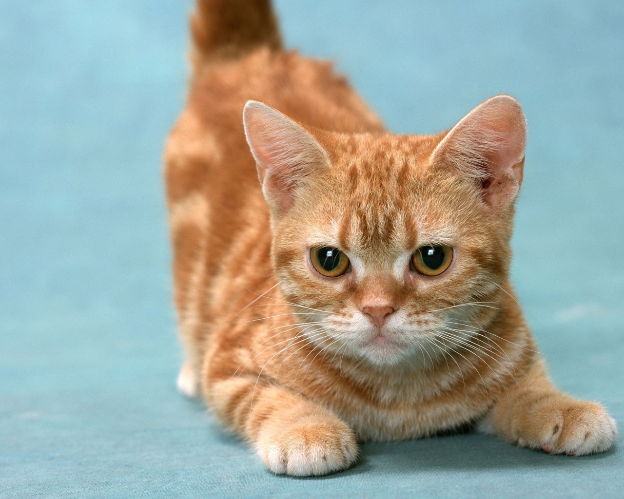 Рыжий котенок в игре 