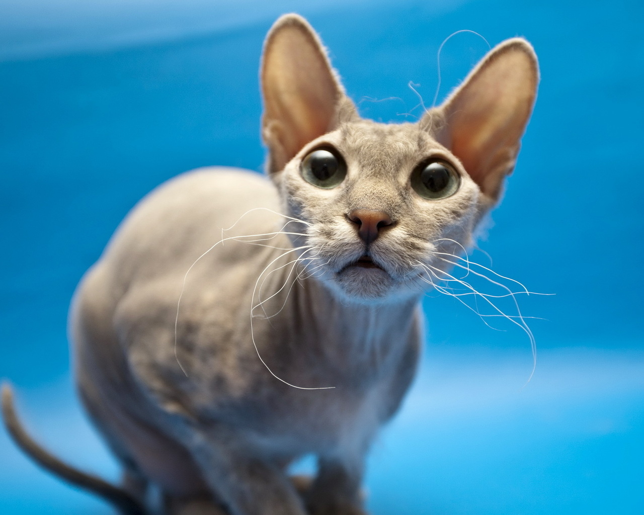 Кошка сфинкс