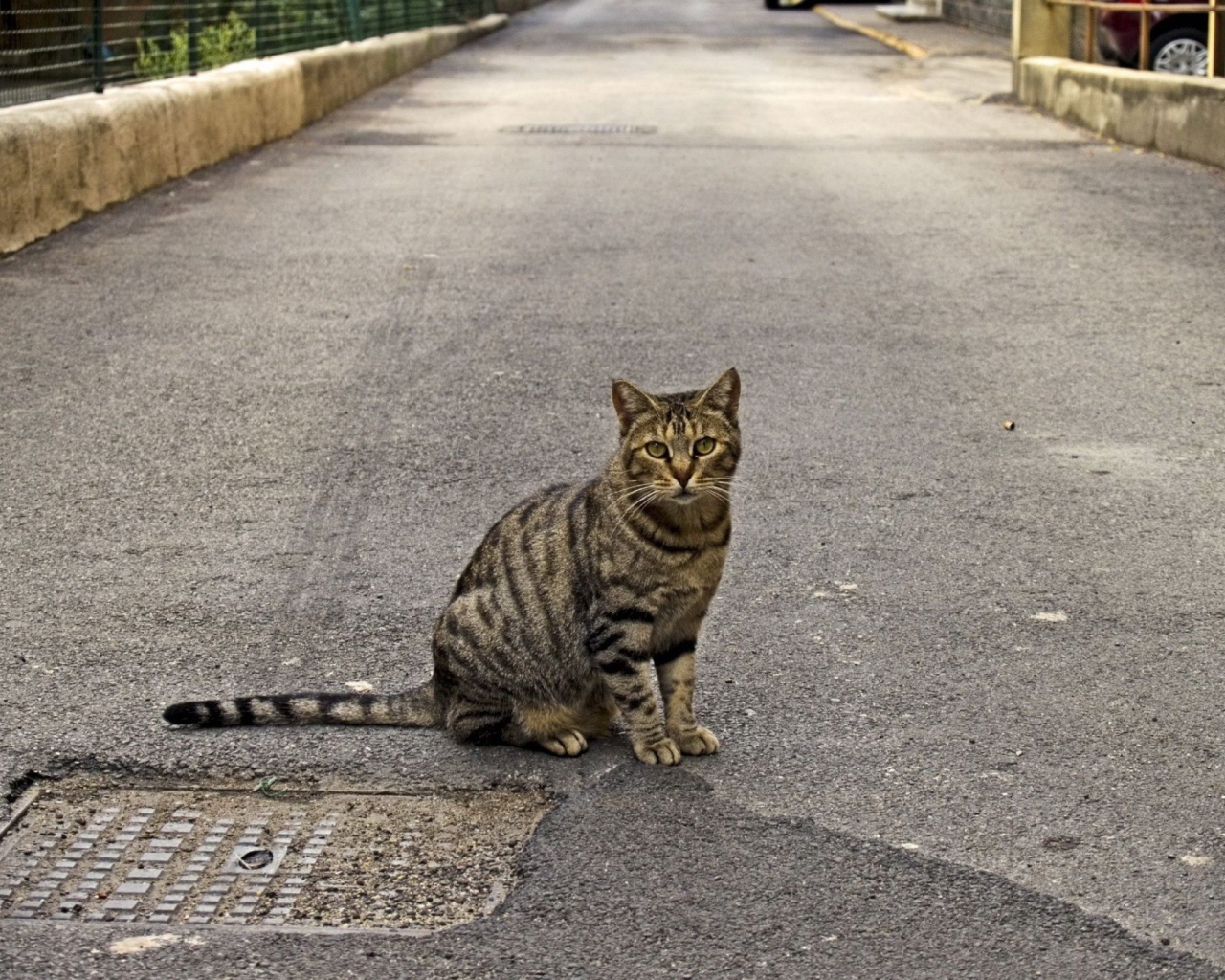 Полосатый кот на дороге