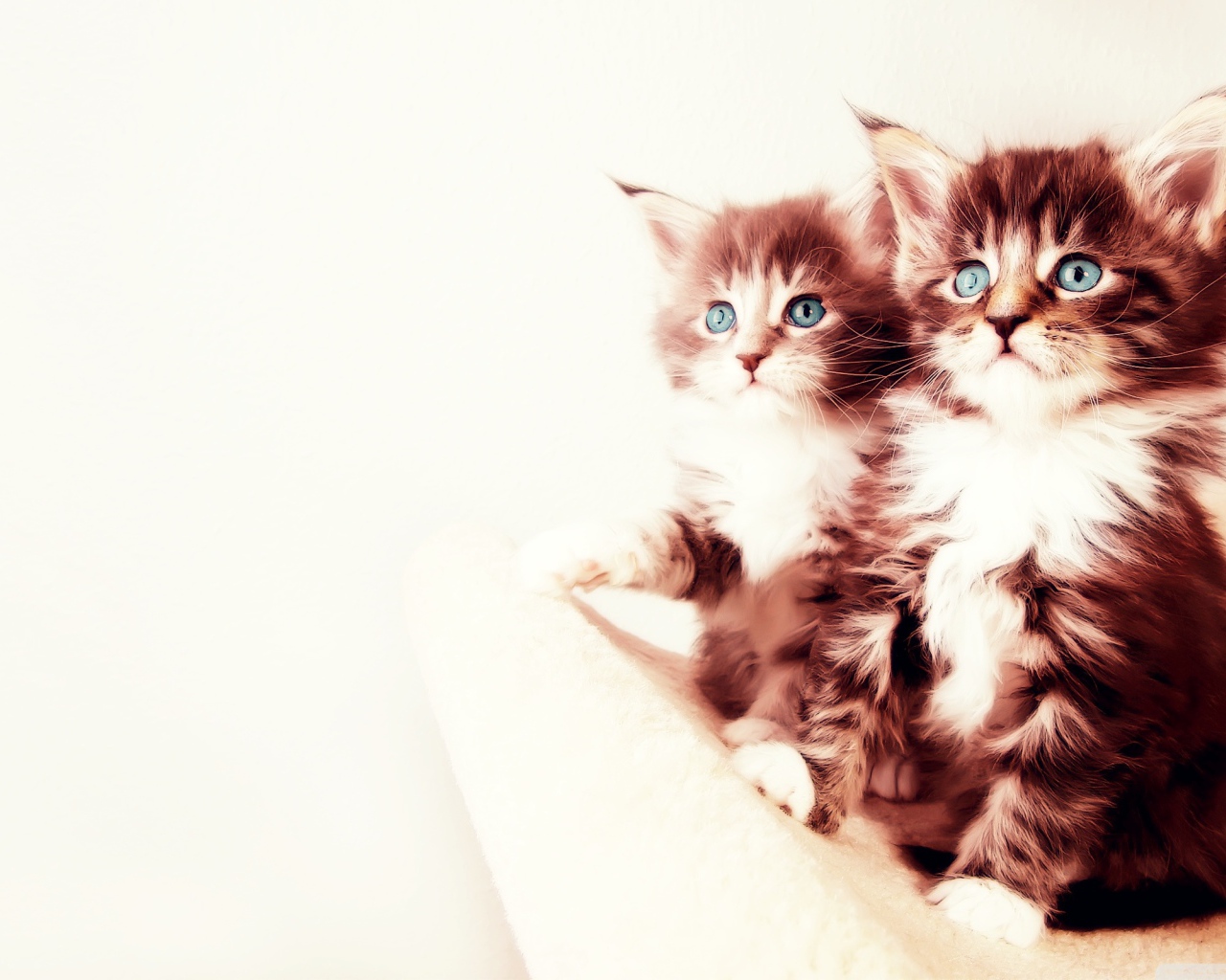Два котенка