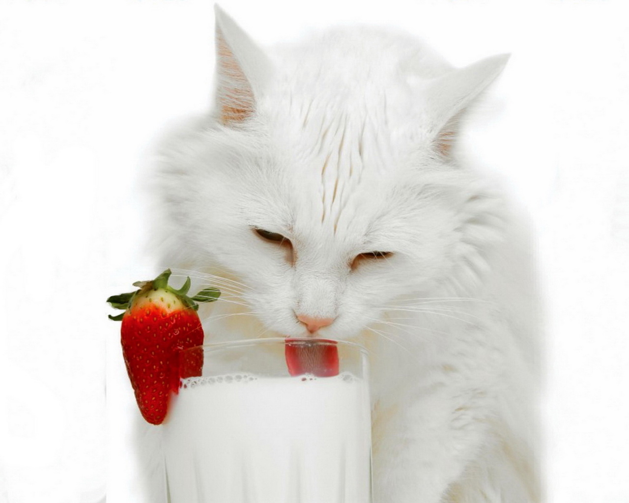 Белая кошка и молоко