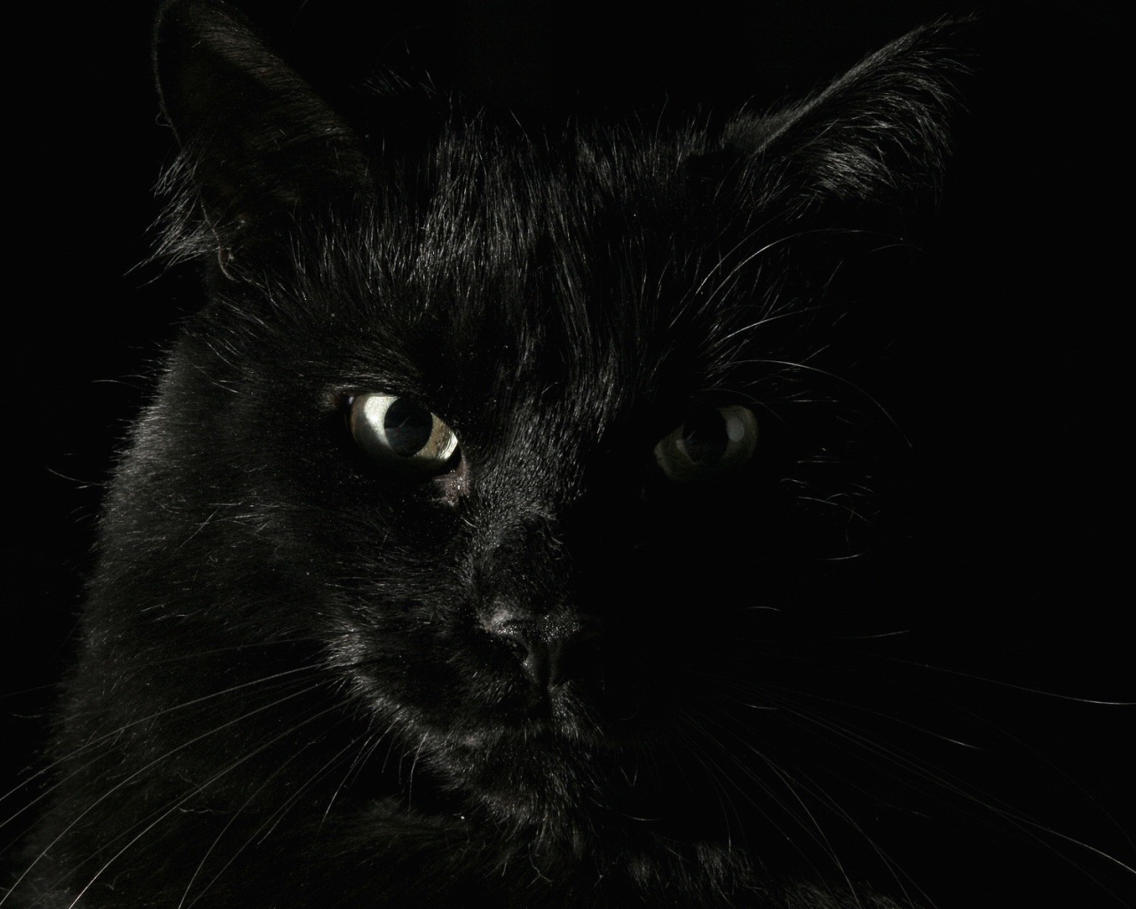 Черный кот на охоте