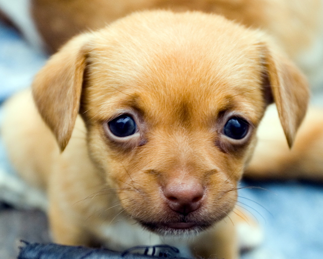 Милый щенок