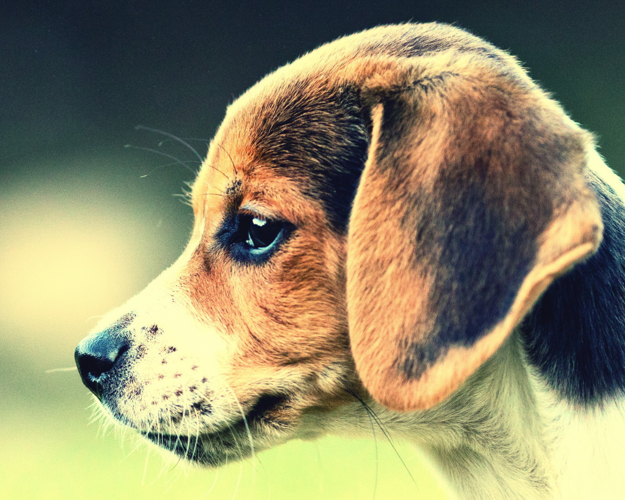 Собака Бигль