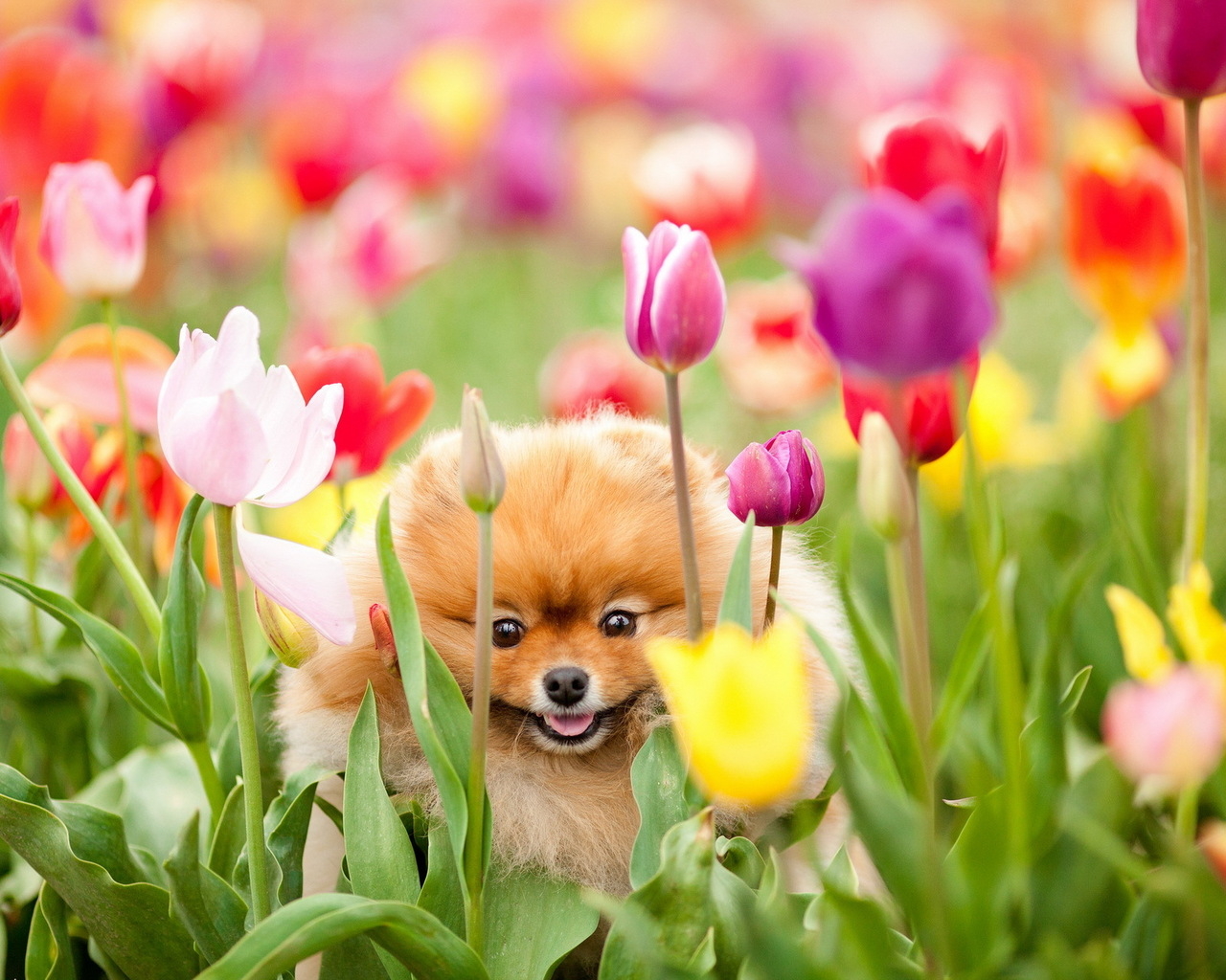 Собачка и тюльпаны