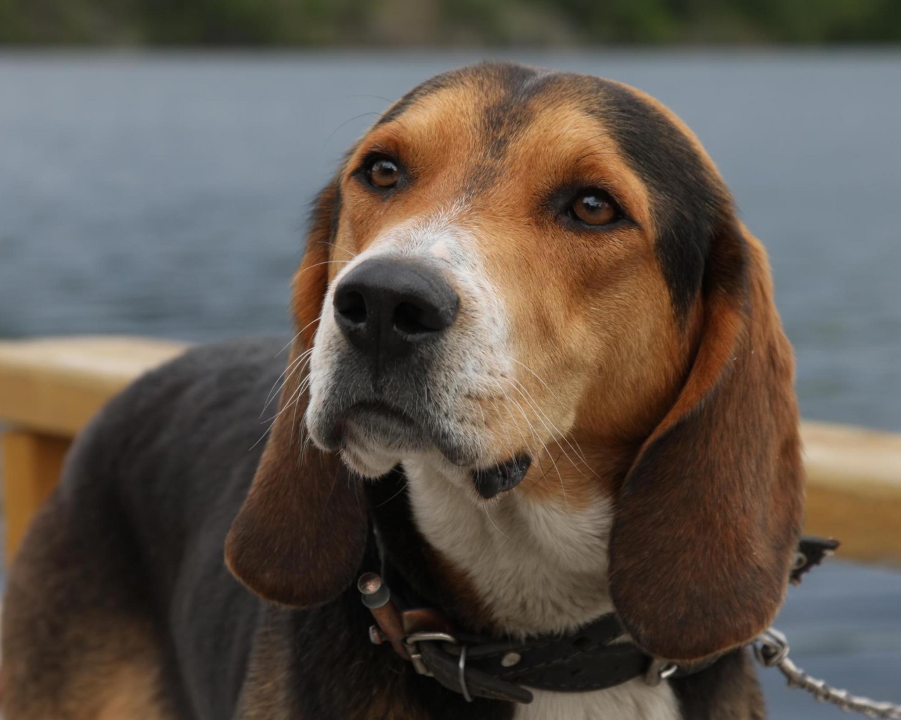 Собака у озера