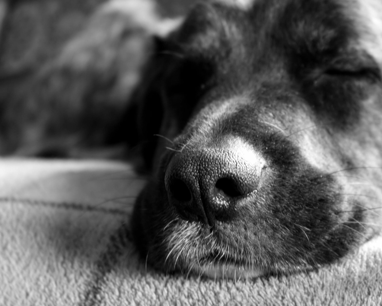 Собачий нос