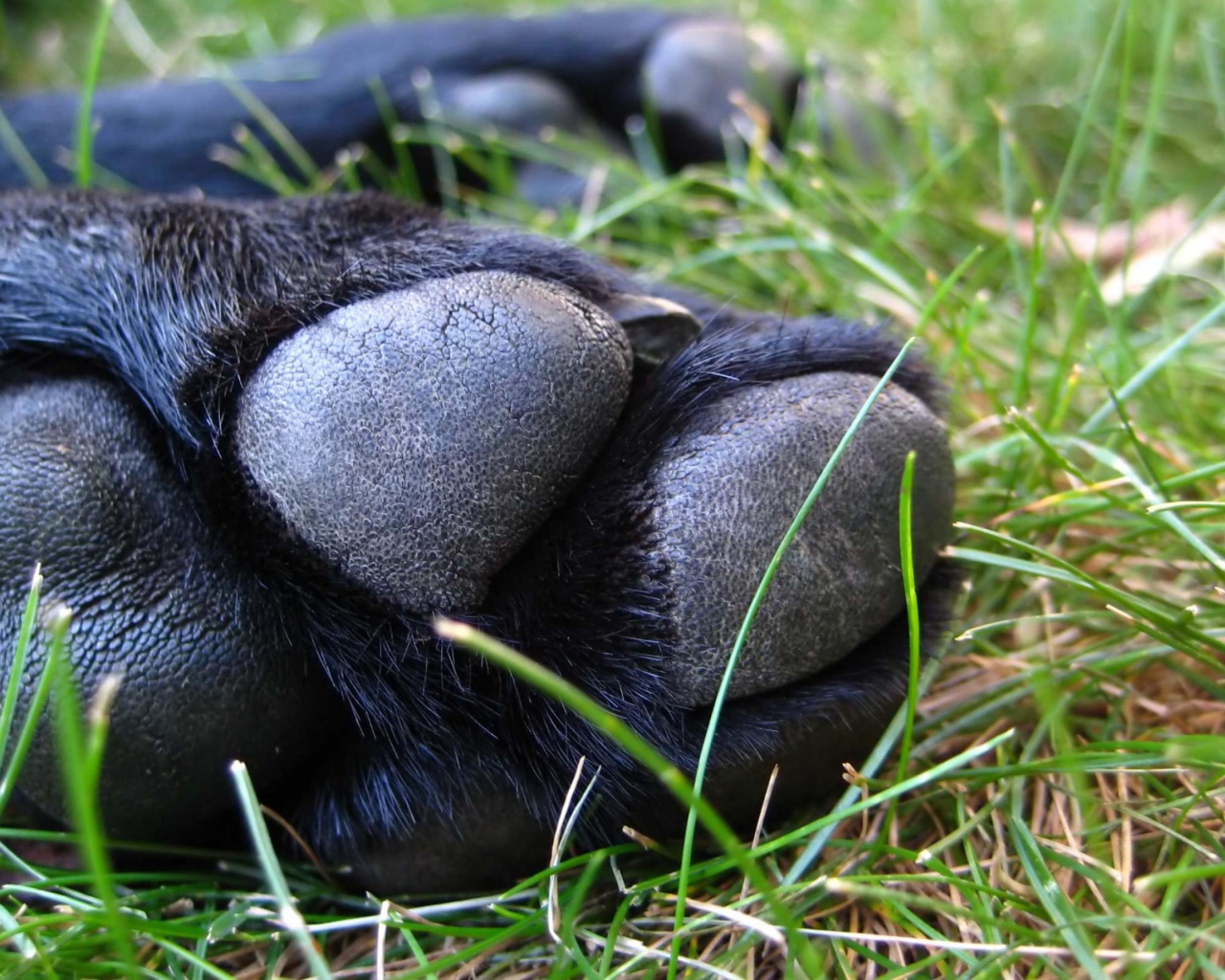 Собачья лапа