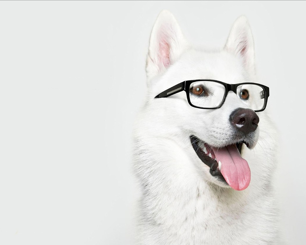Собака в очках