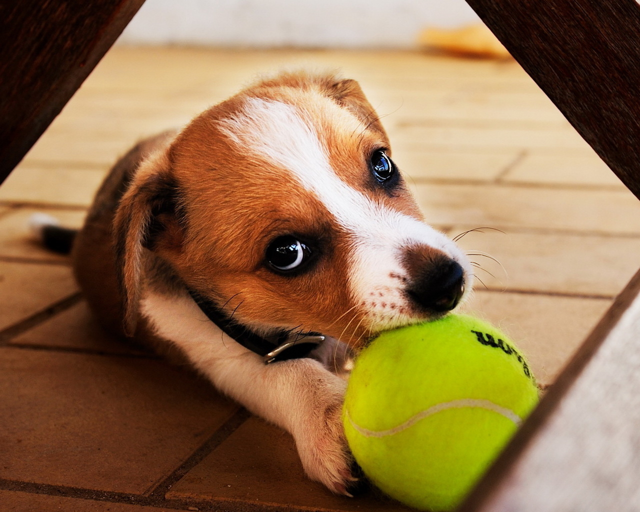 Собака с мячиком