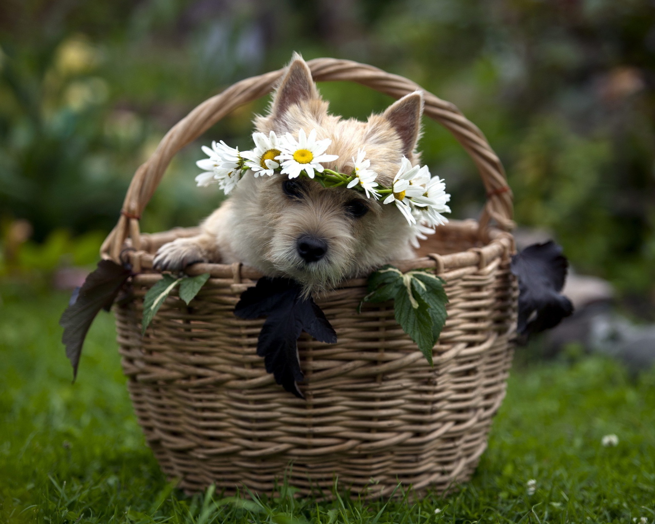 Собачка в корзине