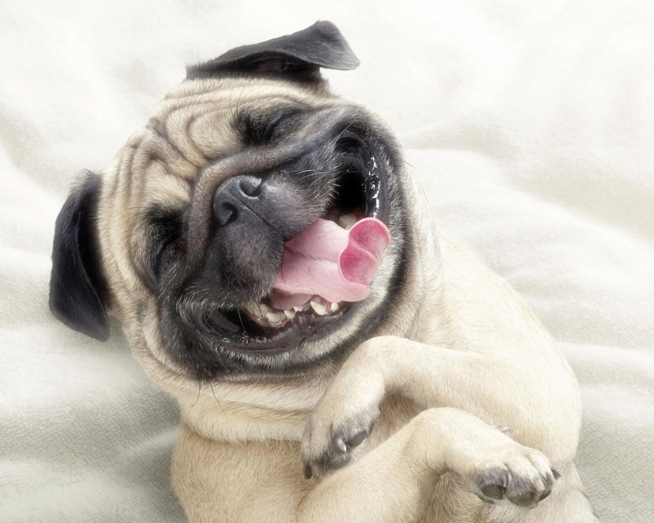 Веселый мопс