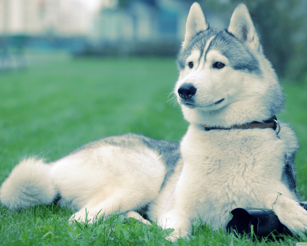 Хаски на траве