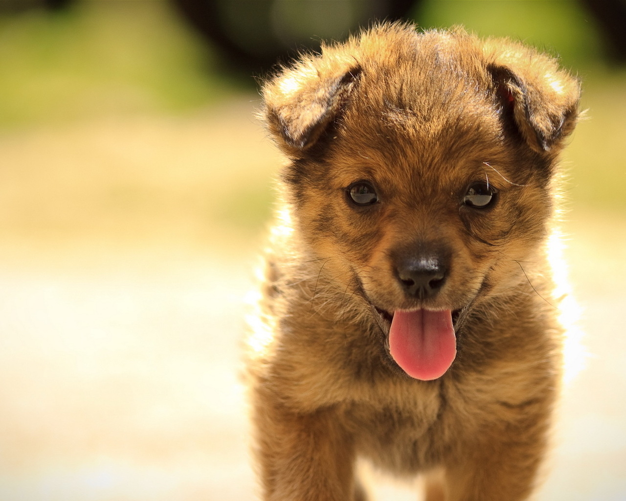 Маленький щенок