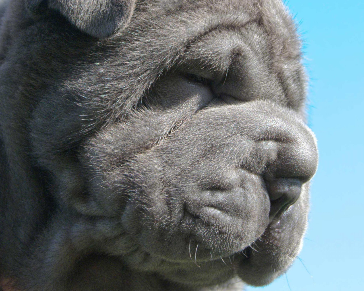 Неаполитанский мастиф