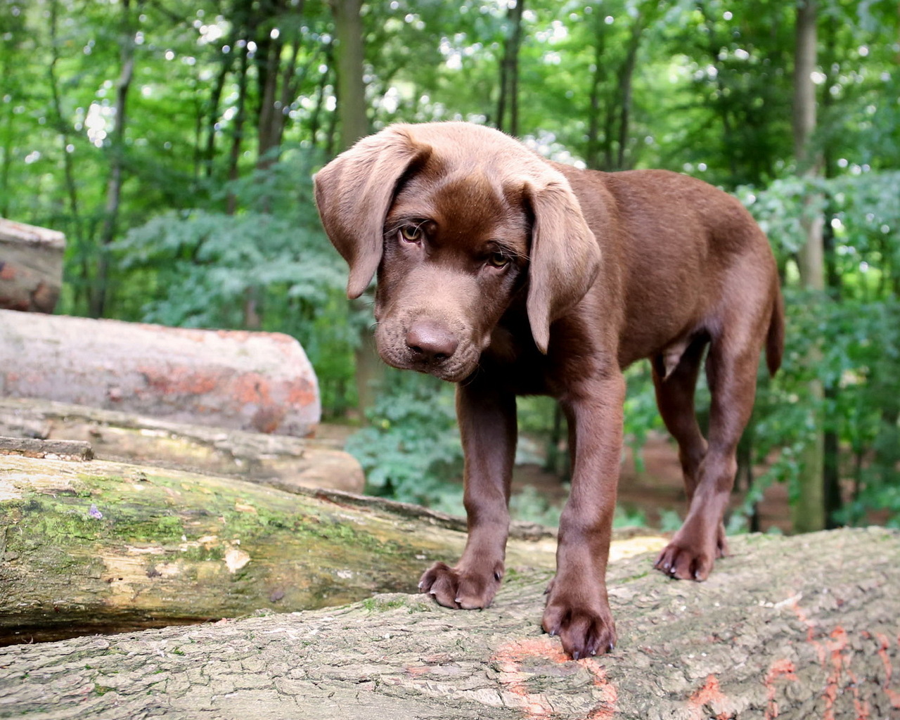 Щенок в лесу