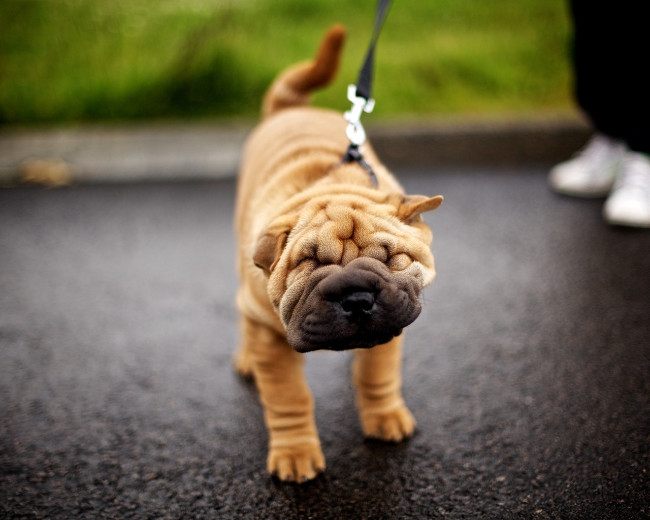 Шарпей на прогулке