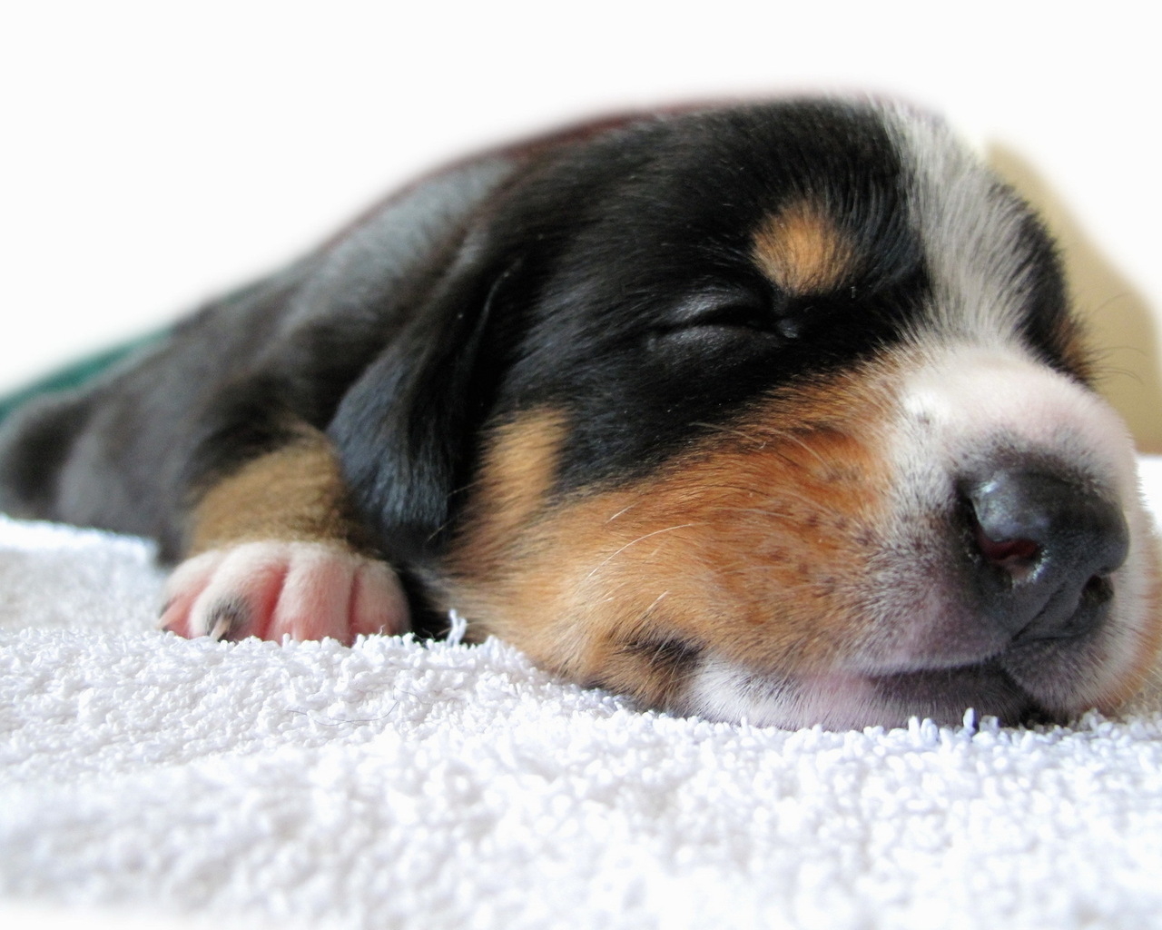 Спящий щенок