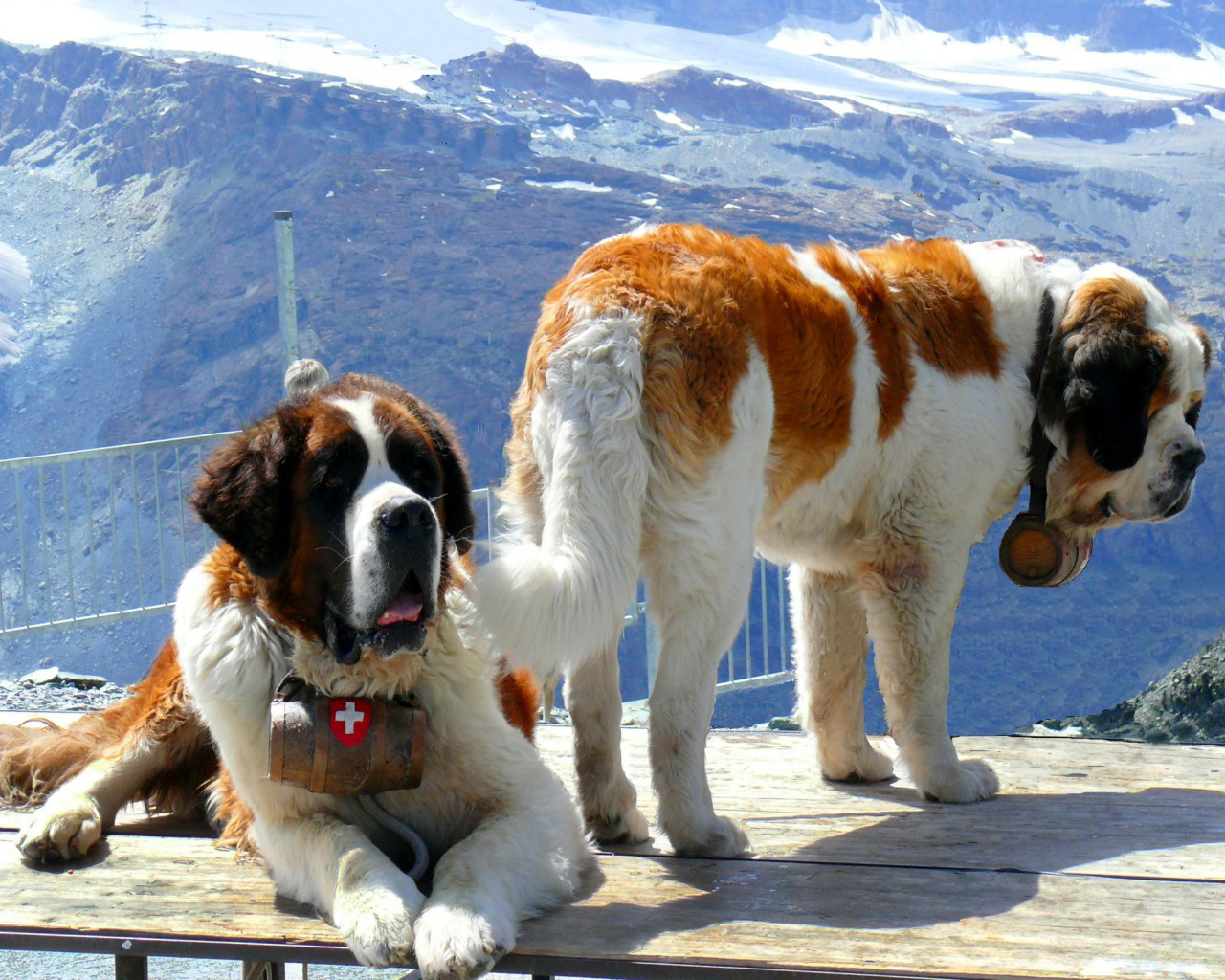 Сенбернары