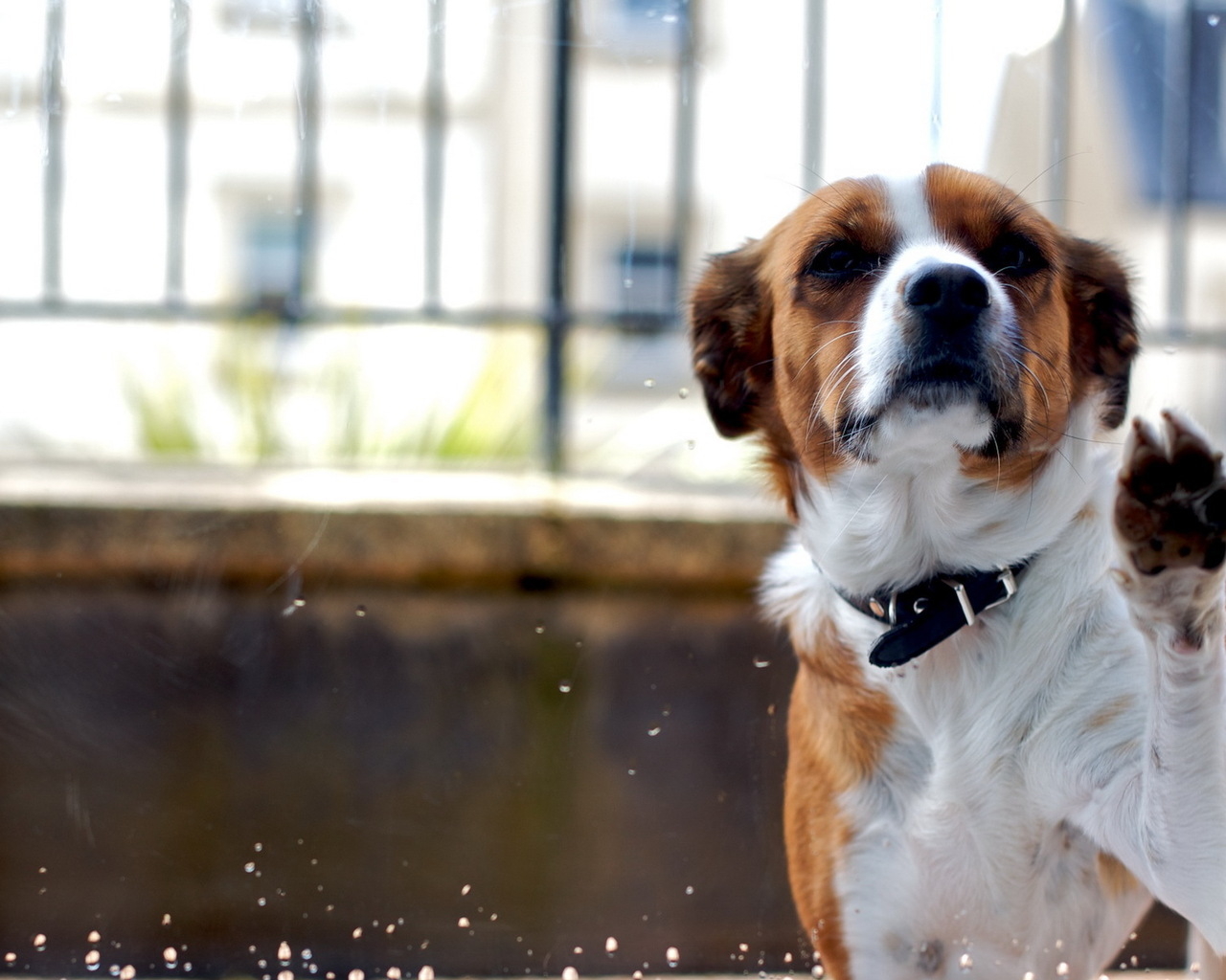 Собака за стеклом