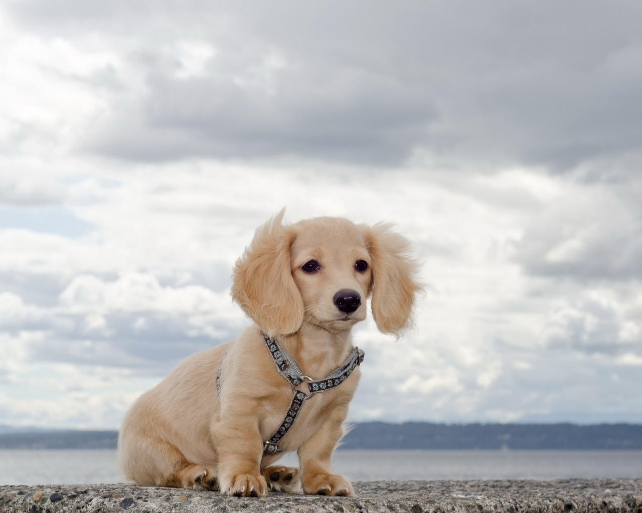 Щенок на берегу