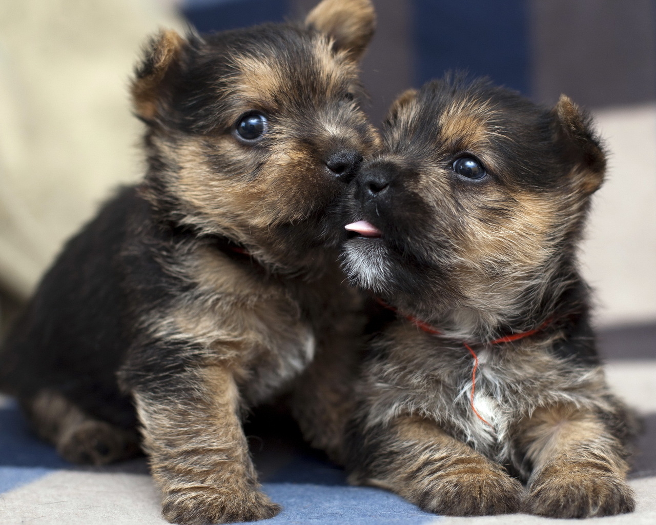 Два щенка