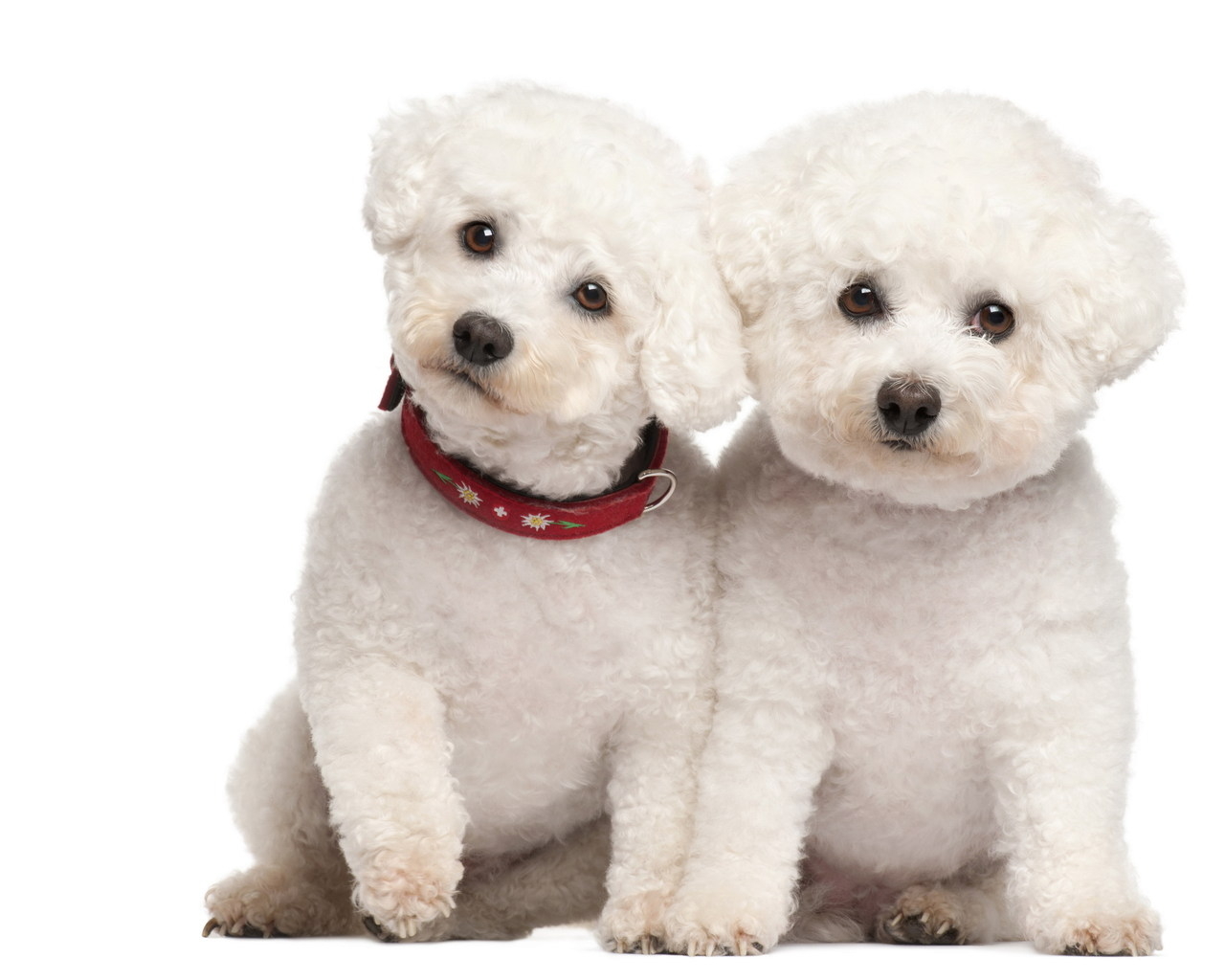 Белые щенки