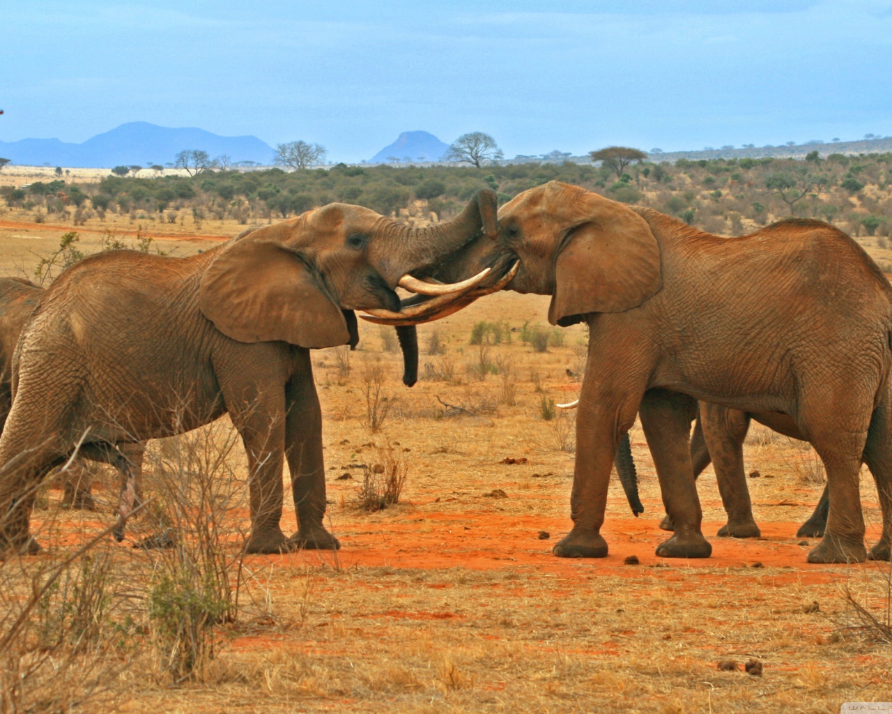 Борьба слонов