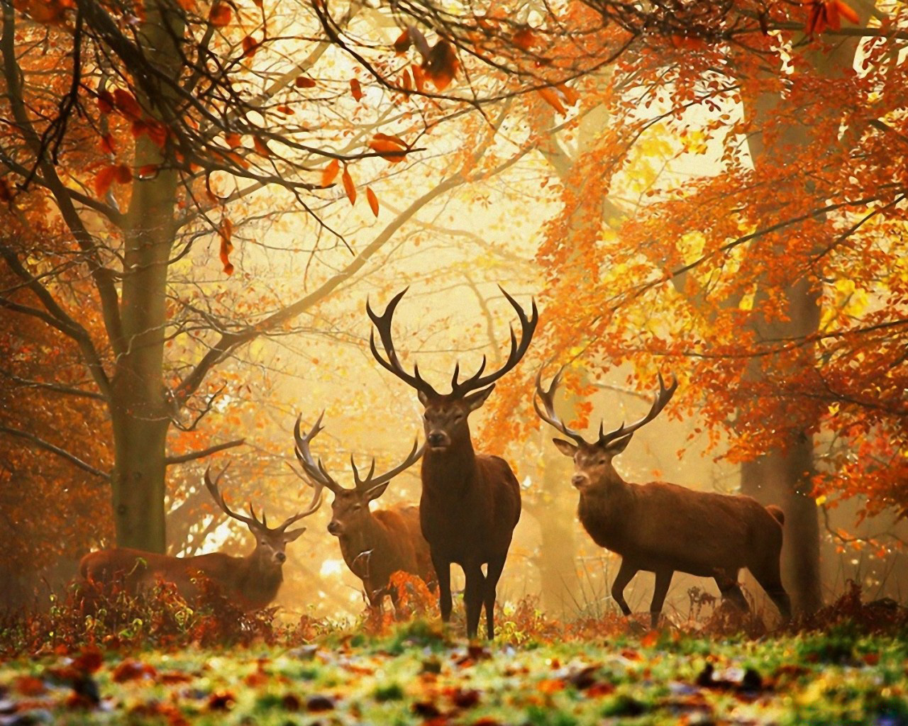 Олени в лесу