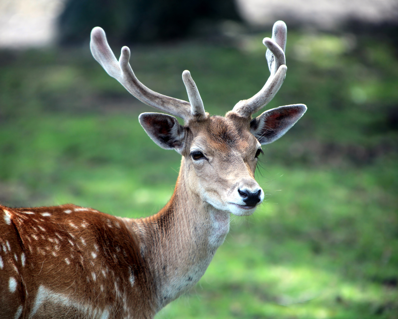 Рогатый олень