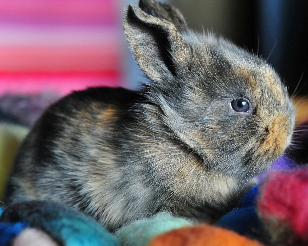 Ушастый кролик