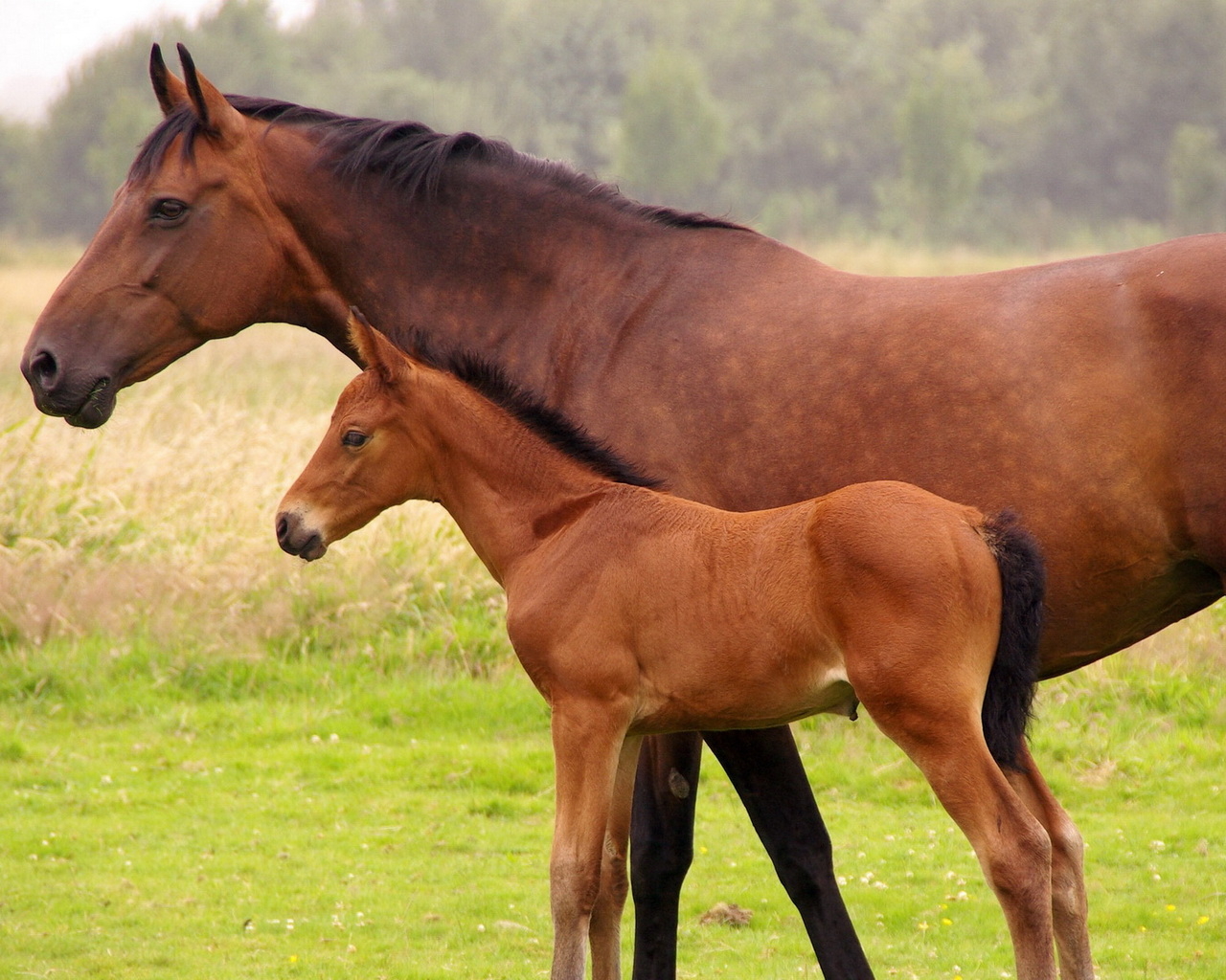 Лошадь и жеребенок