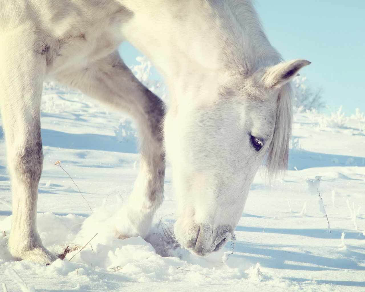 Лошадь на прогулке