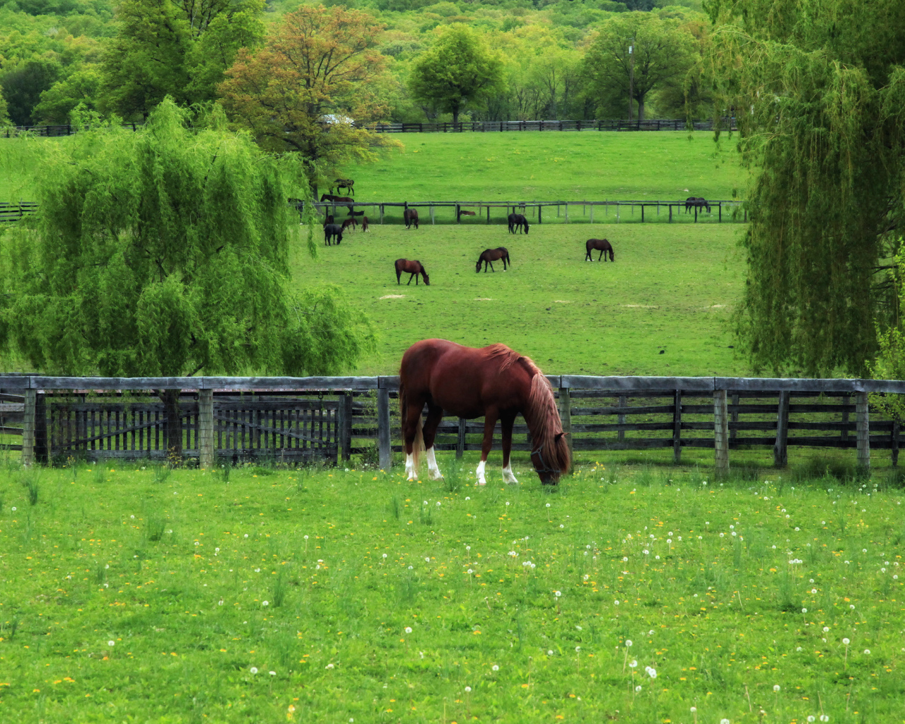 Лошади на лугу